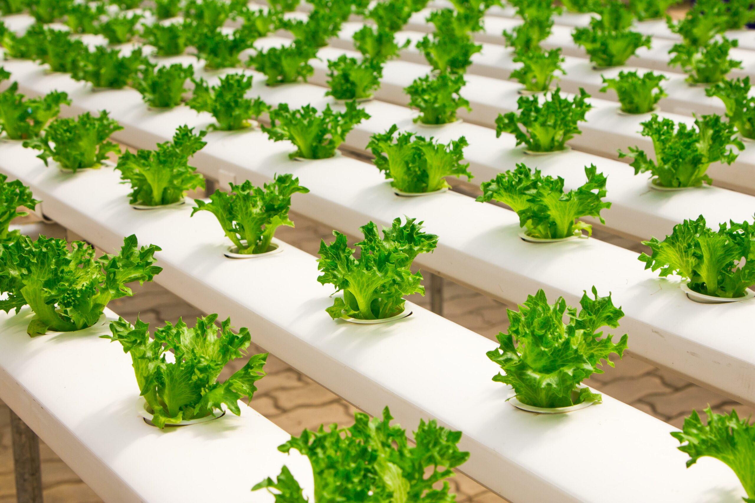 Soilless Cultivation